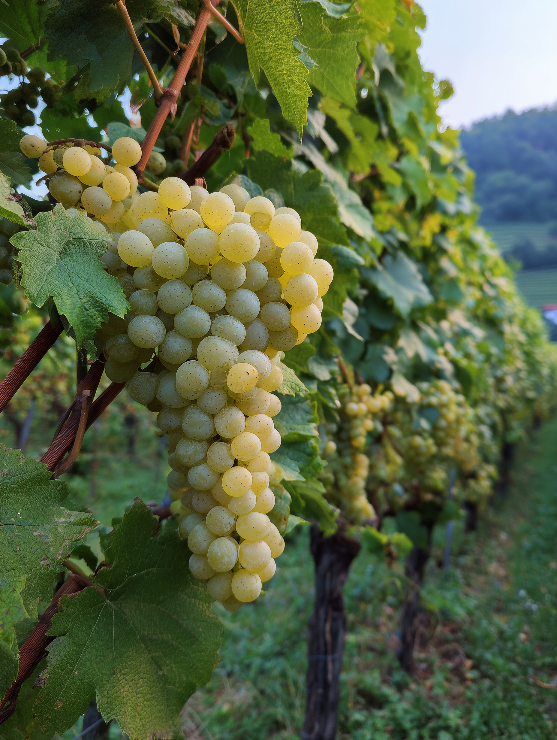 Close-up of white grapes on the vine